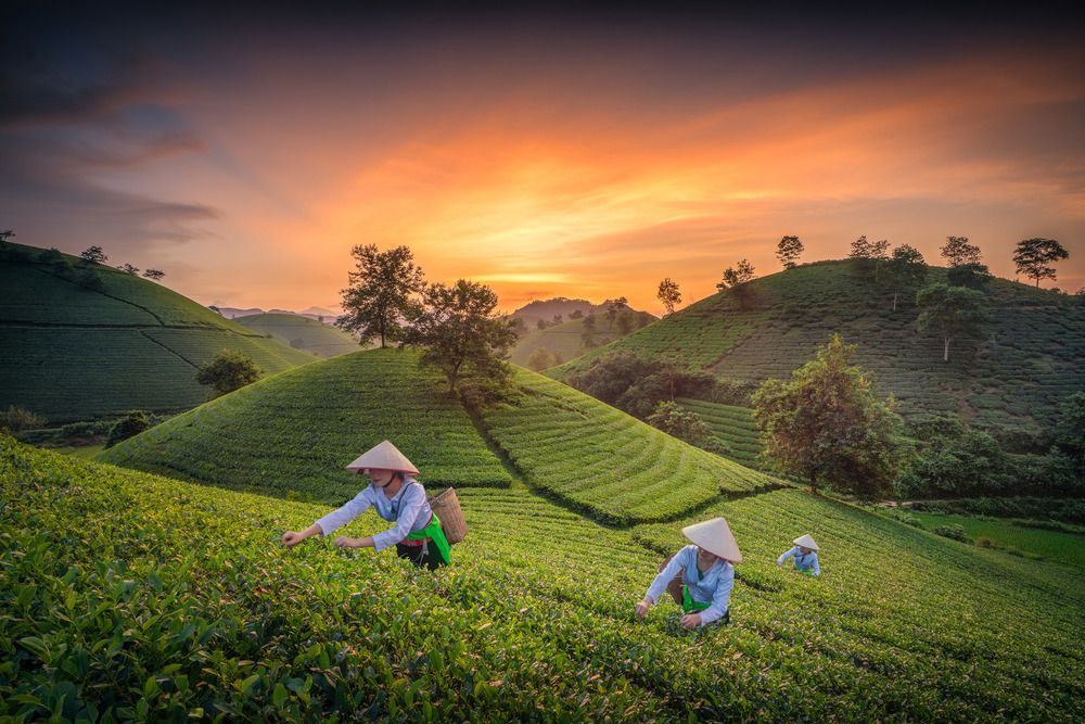 Photograph by Tran Linh