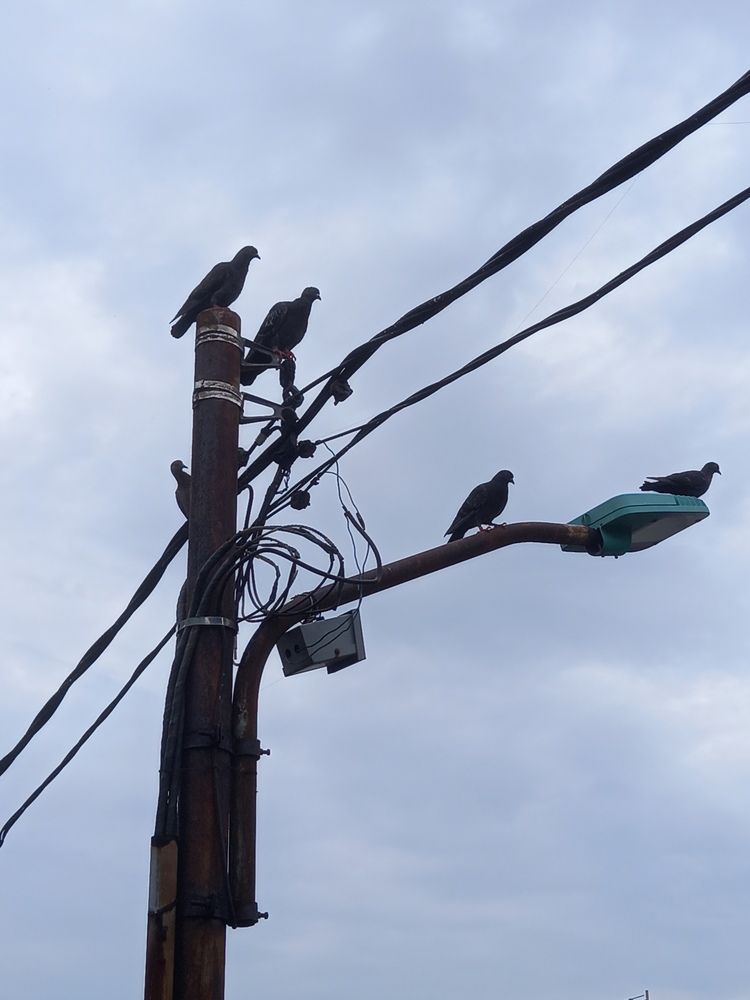 Five birds