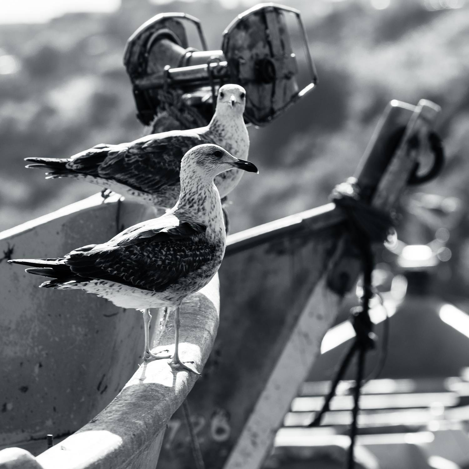Photo #13701610