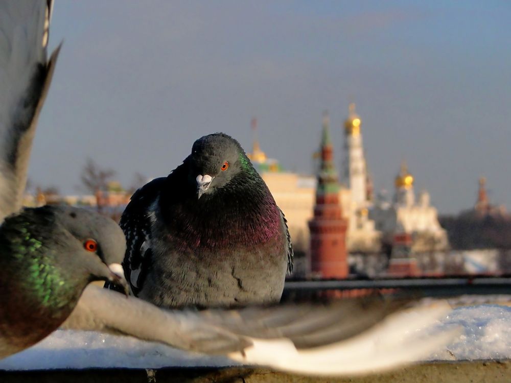 Фотография #13701752