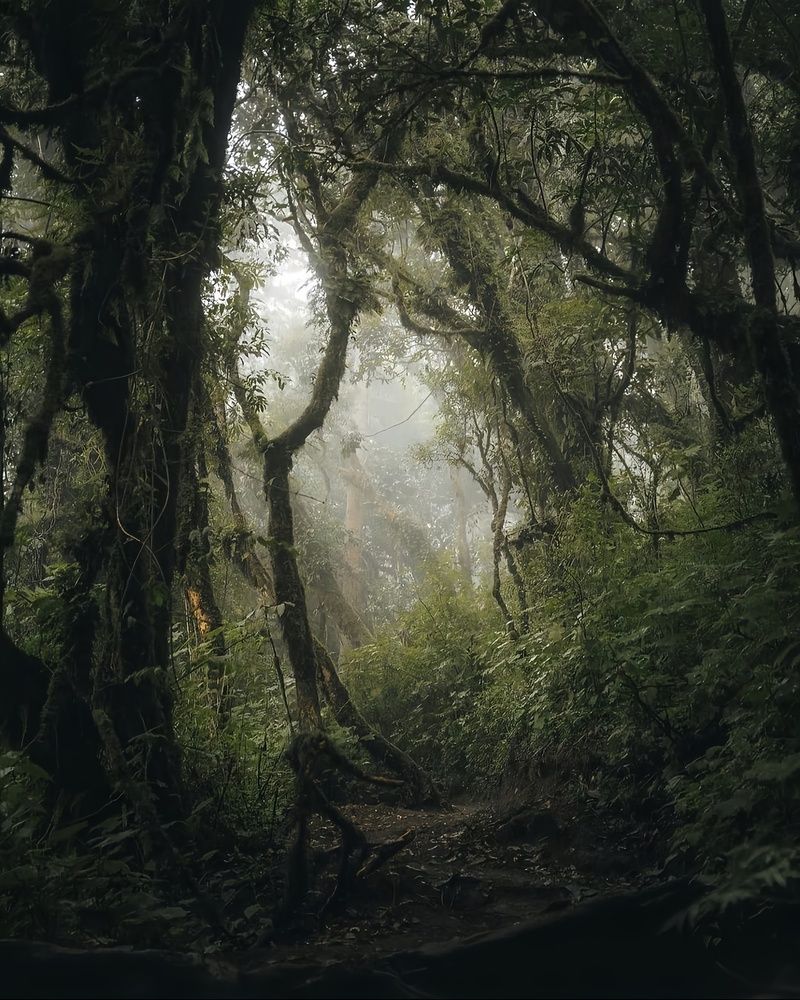 Into the Ancient Woods