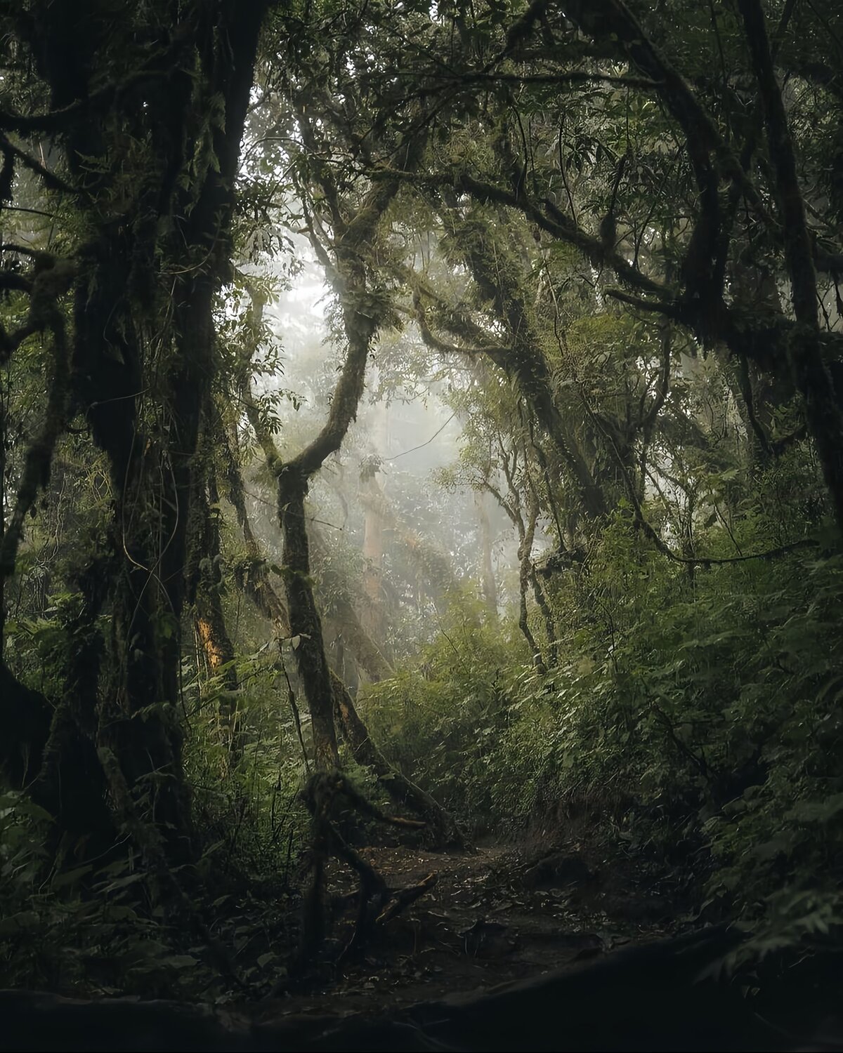 Into the Ancient Woods