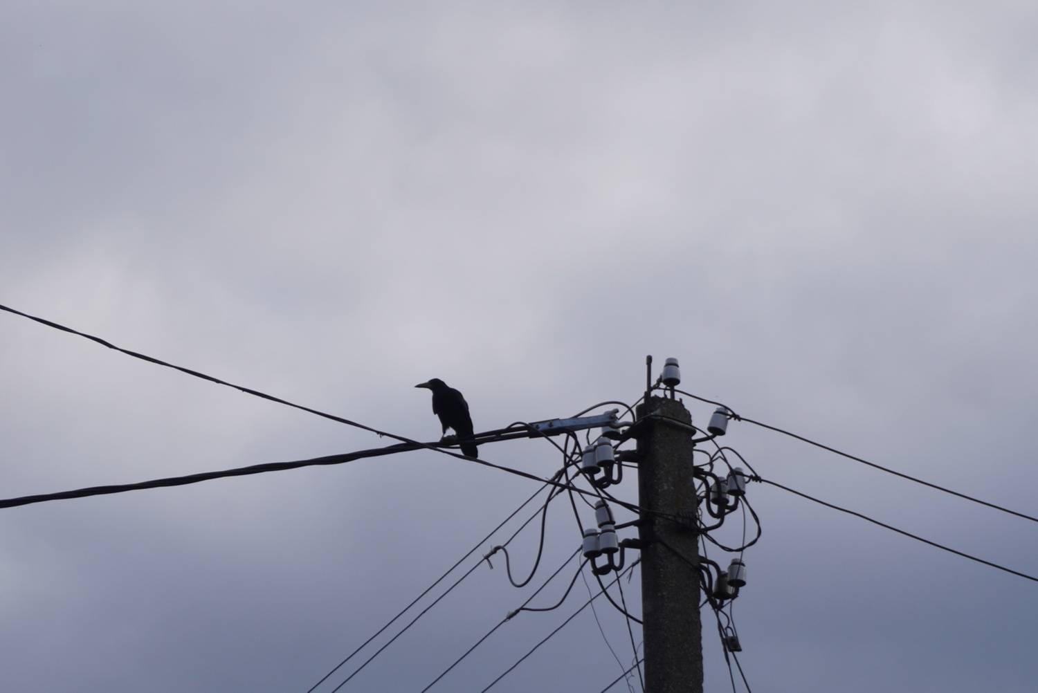 Photo #13701923