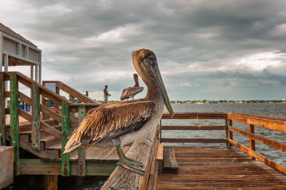 Photograph by Игорь Посиделов