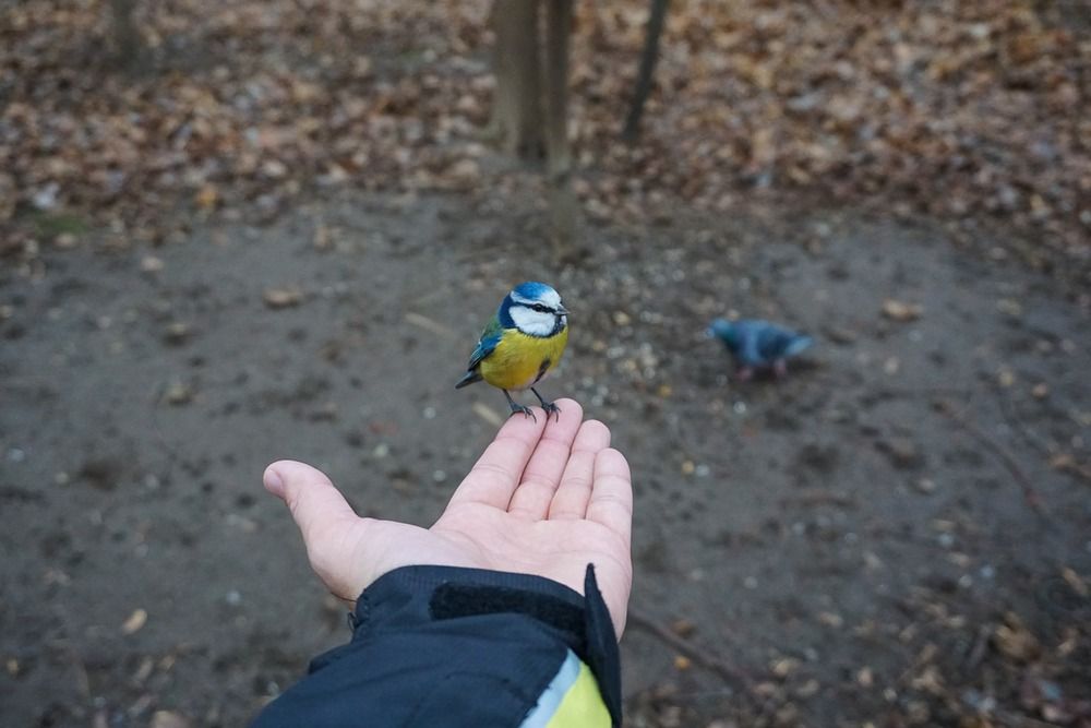 Лазоревка