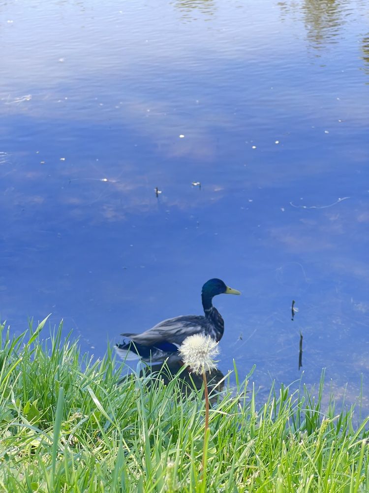 Photograph by Ольга Скиба