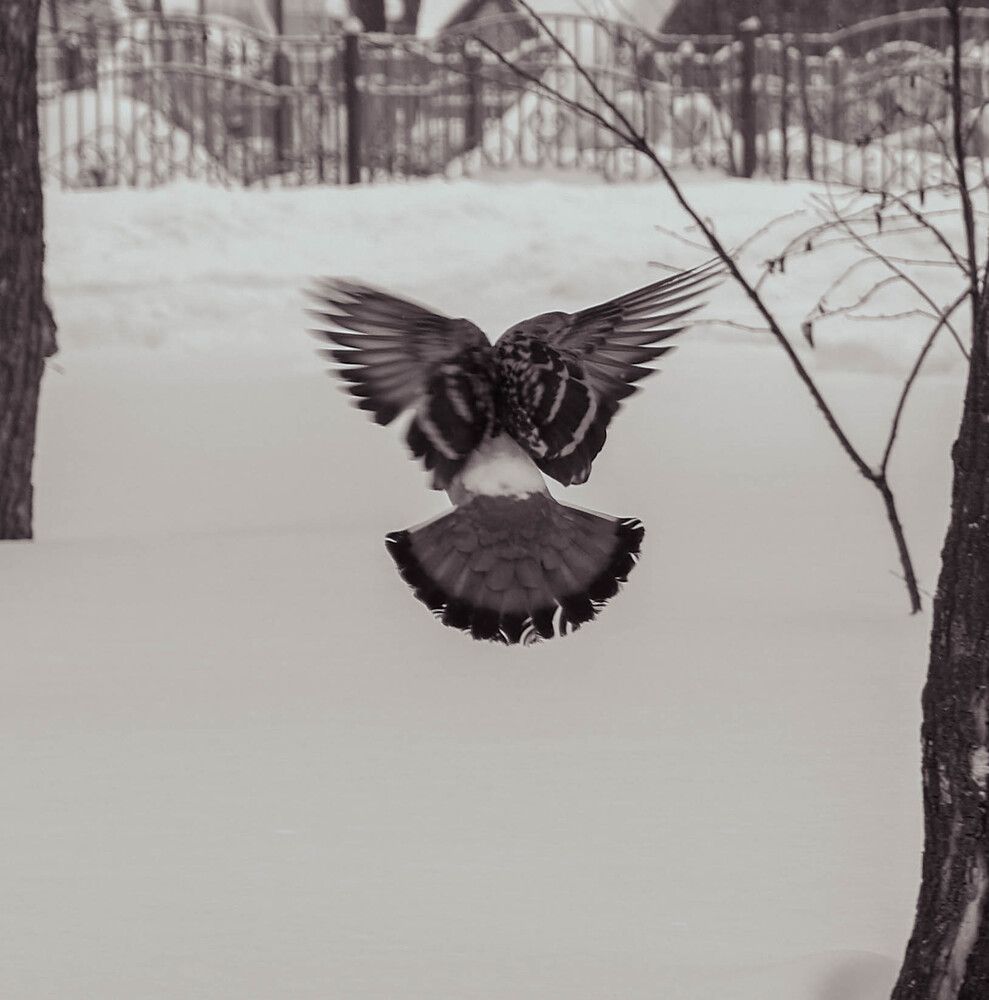 Photograph by Альберт Габбасов