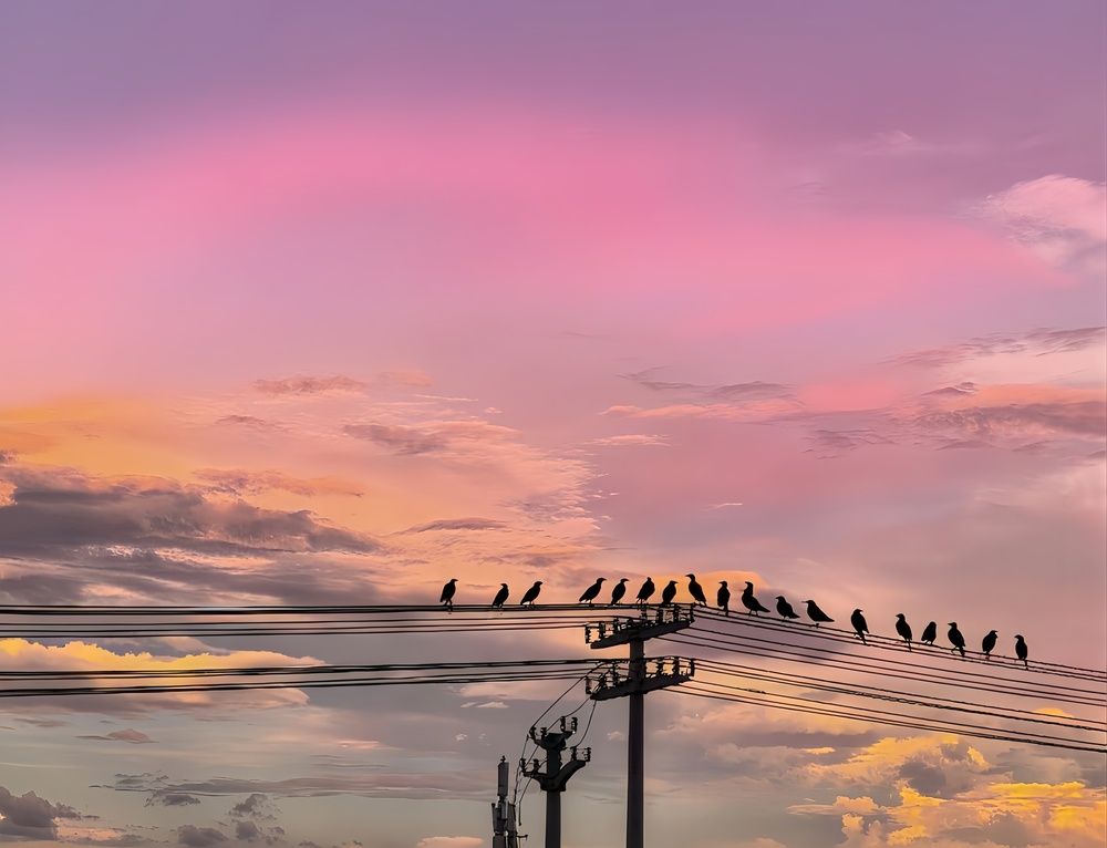 Twilight Chorus