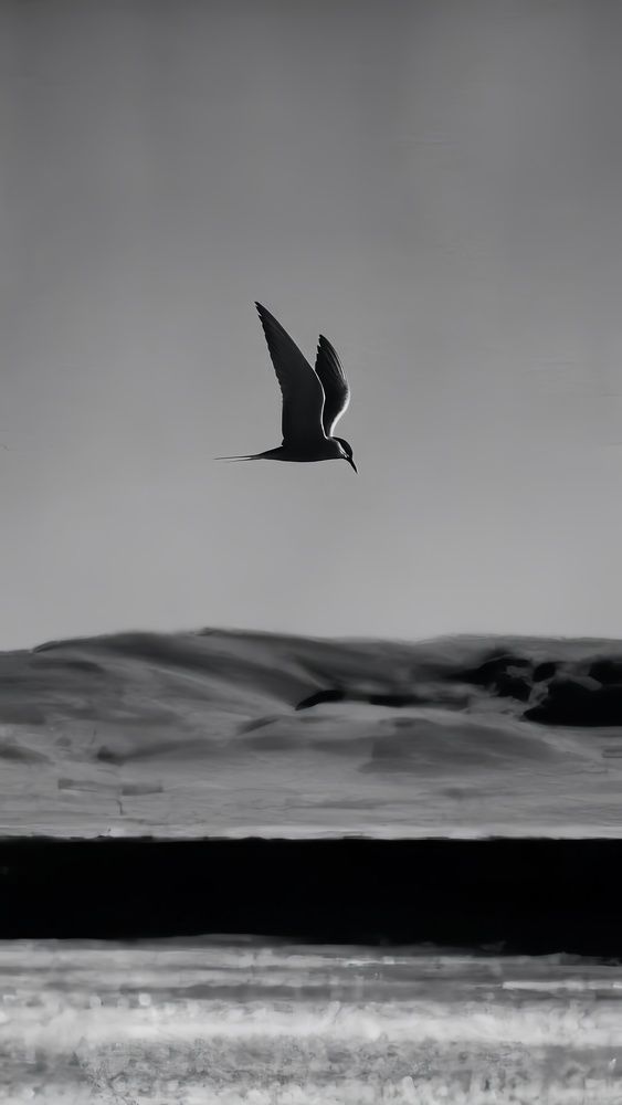 Freedom in Flight