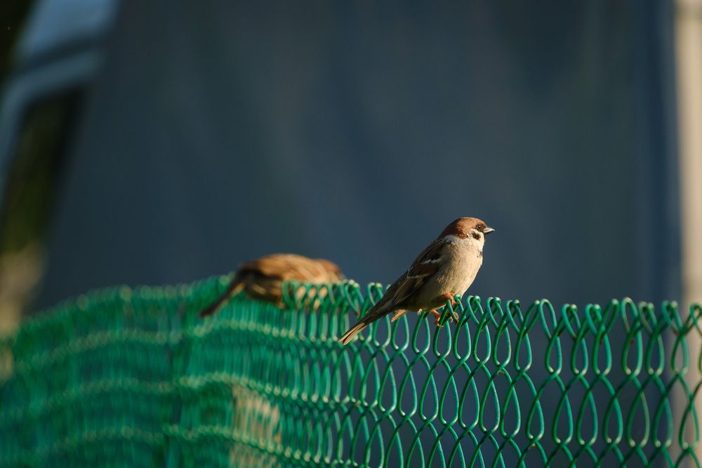 Photograph by Светлана Ощепкова