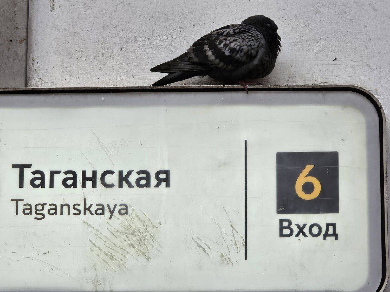 Таганский голубь