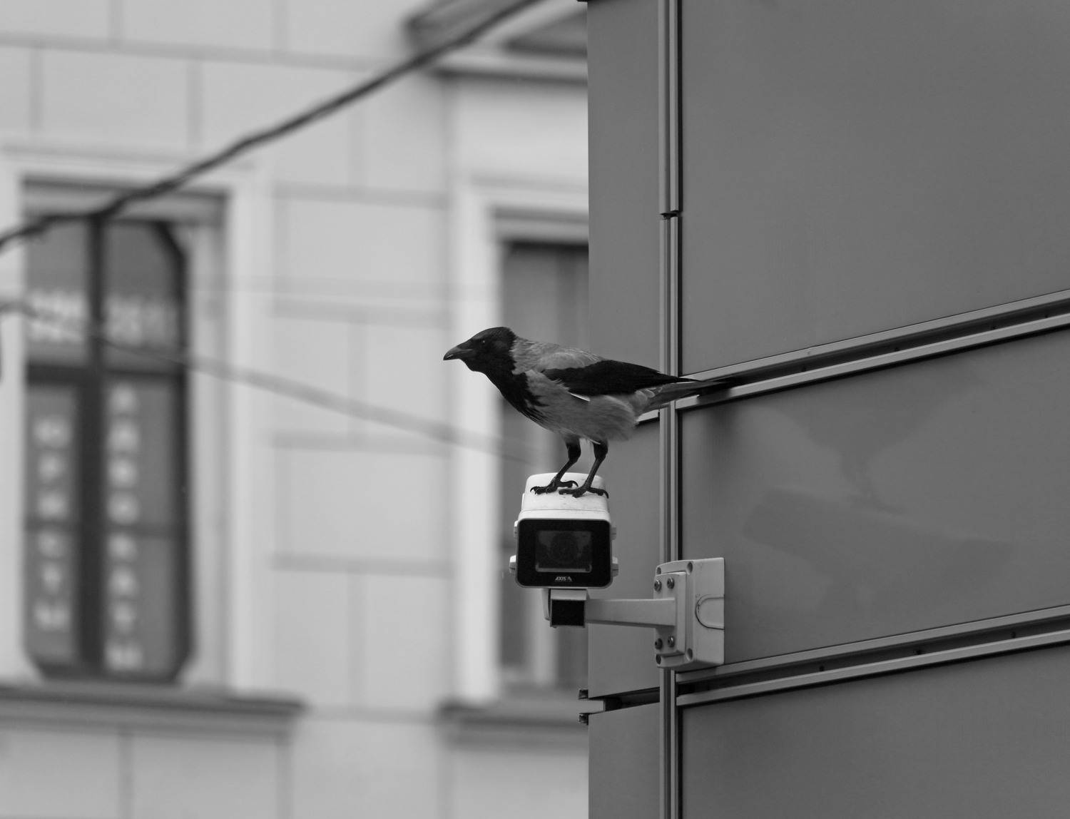 Photo #13702645