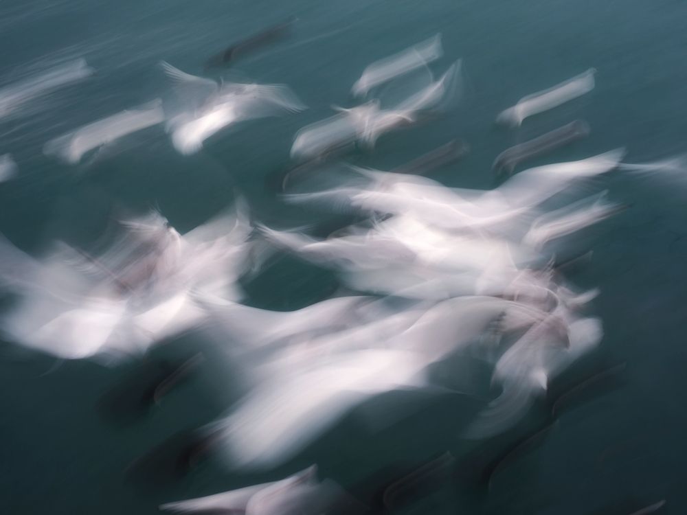 Photo #13702676
