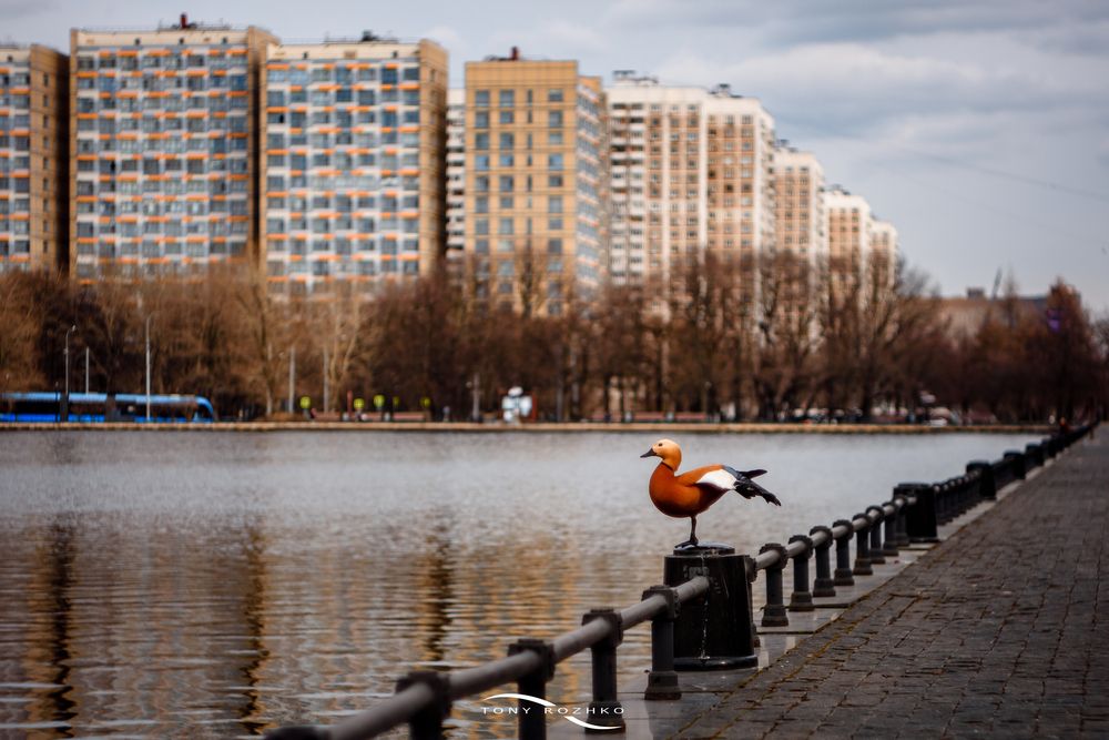 Photograph by Антон Рожко