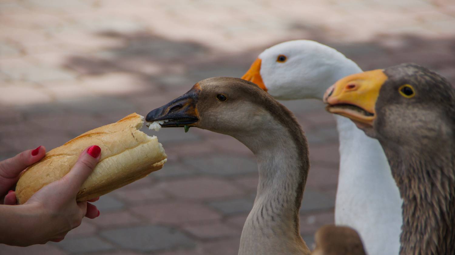 Photo #13702893