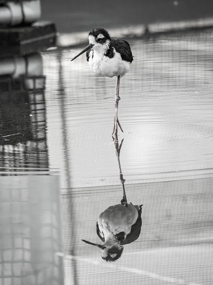 Photo #13702914