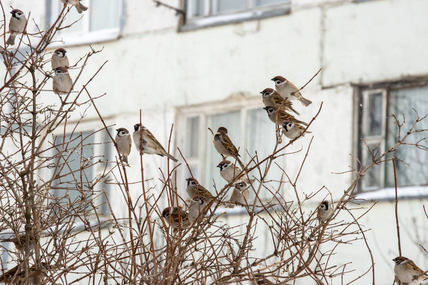 Воробьи