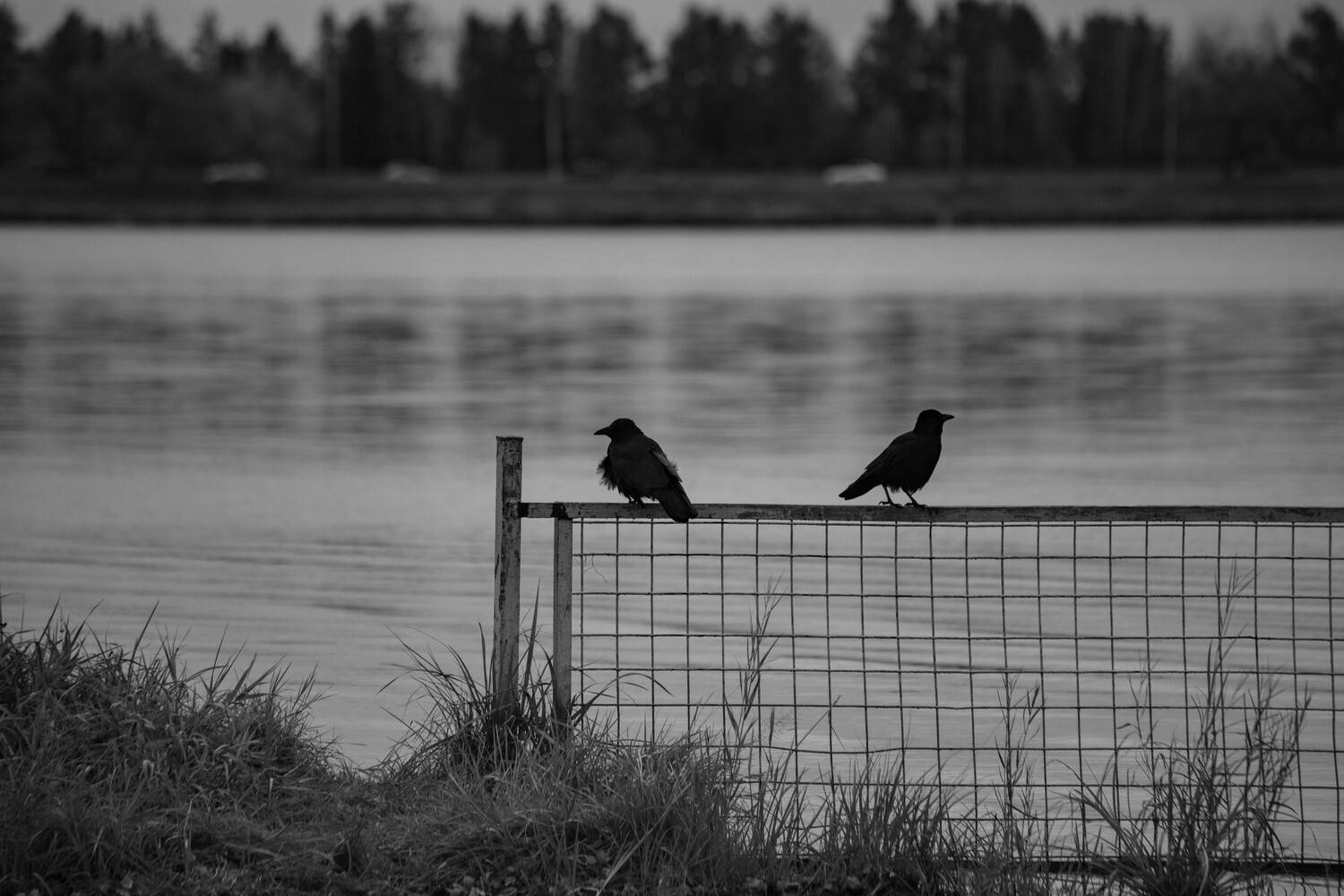 Photo #13703025