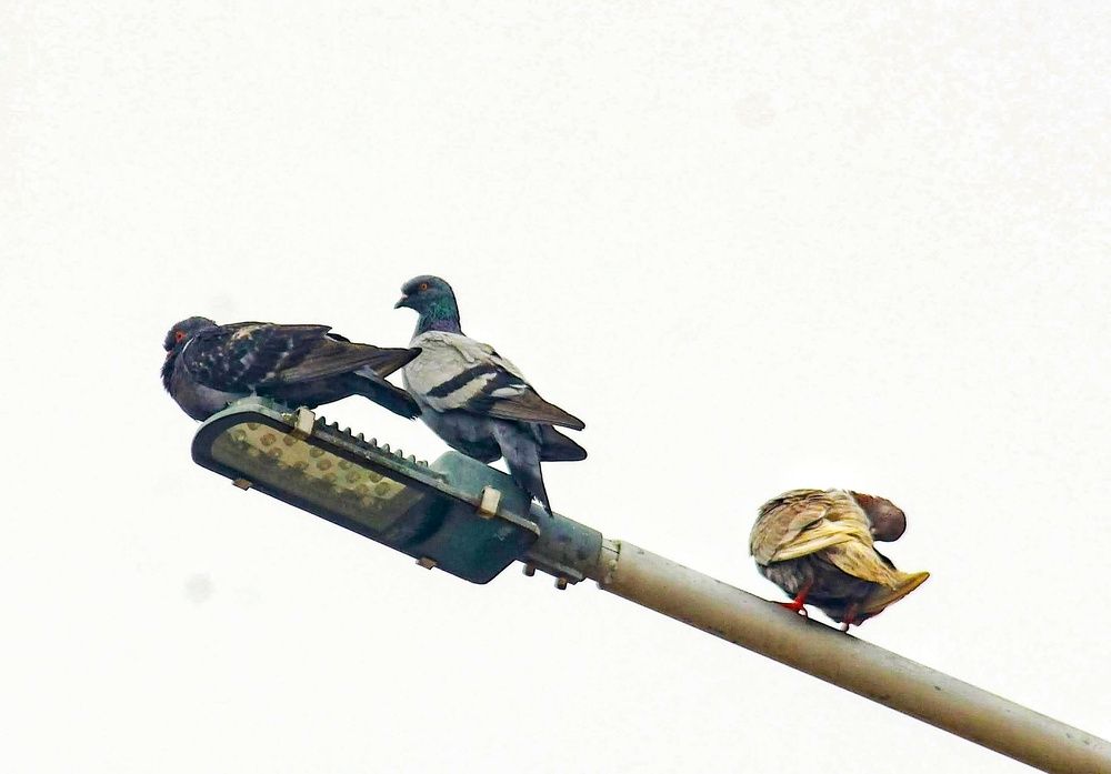 “The Urban Rest Stop – Three Pigeons Claiming the Streetlight”