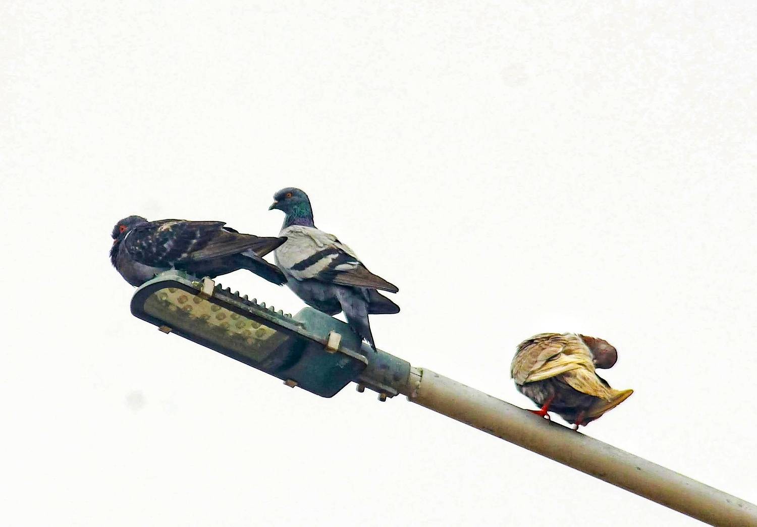 “The Urban Rest Stop – Three Pigeons Claiming the Streetlight”