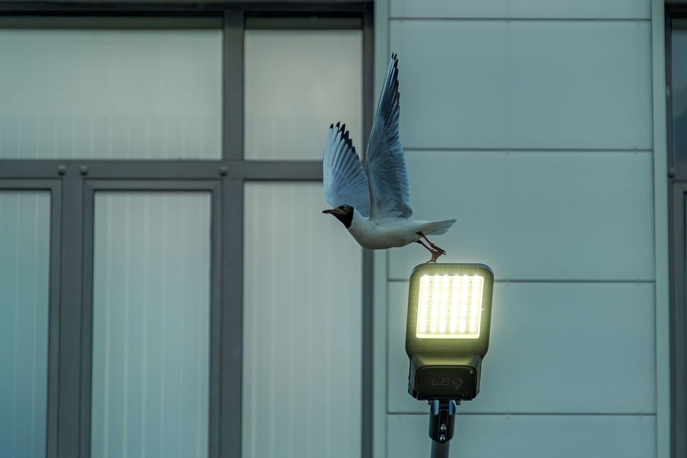 Photograph by Михаил Косолапов