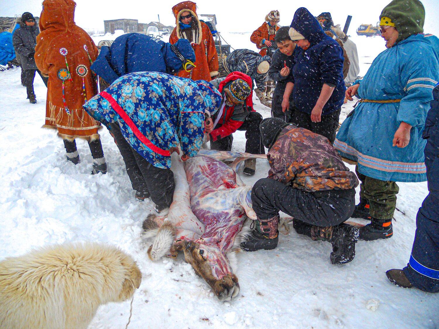 В Камчатской тундре