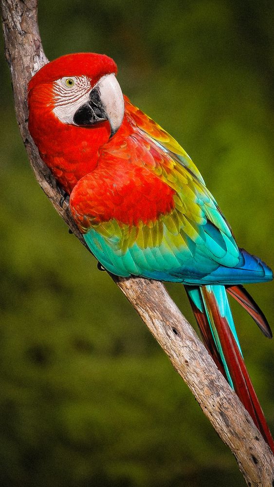 The colors of Brazil