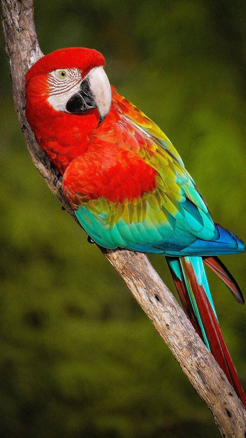 The colors of Brazil
