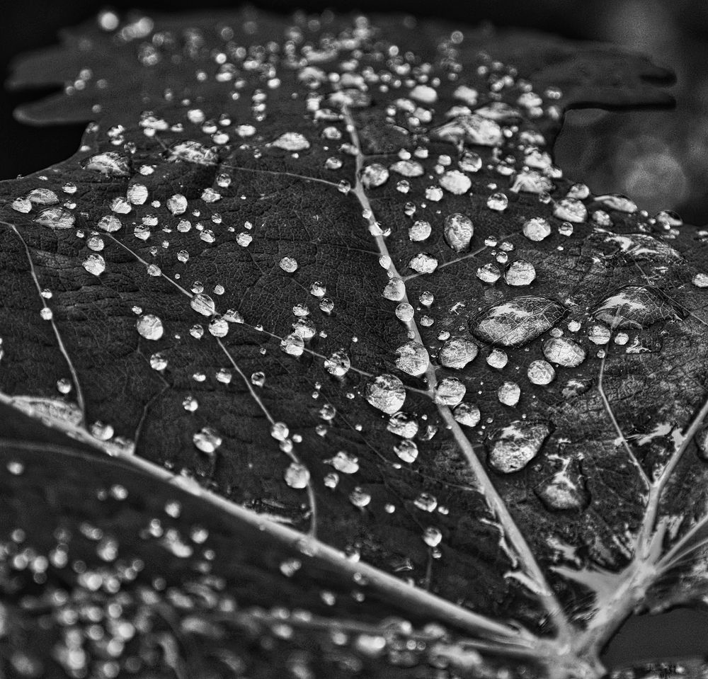 Silver Veins