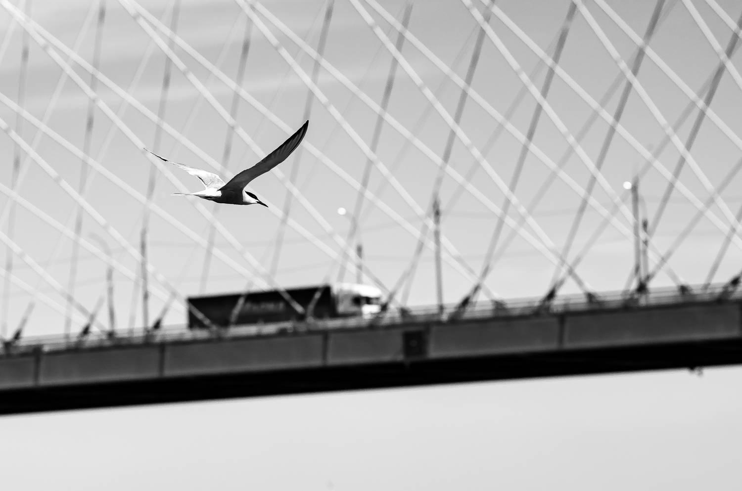Photo #13703172