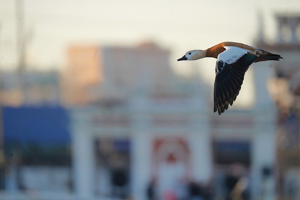 Photograph by Владимир Соколов