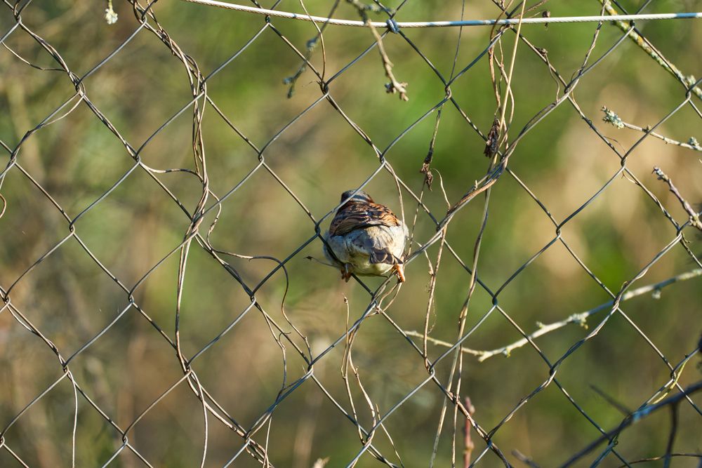Photo #13703366