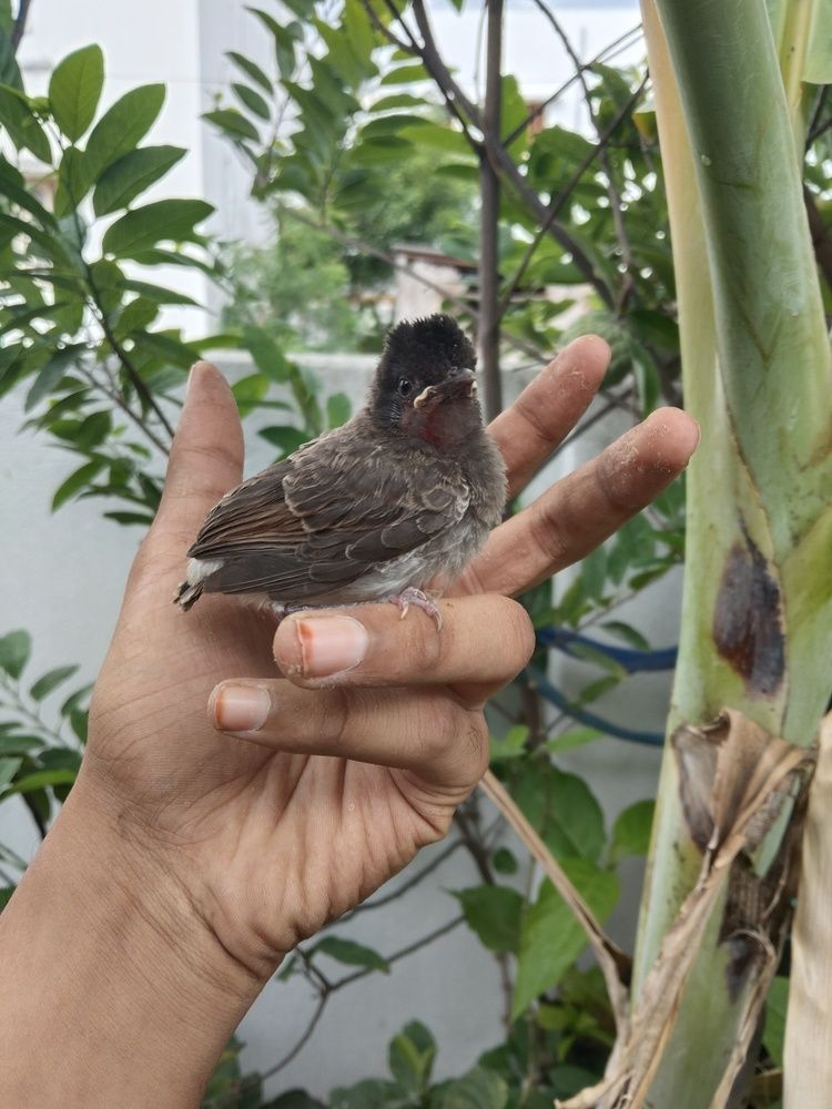 \"A Tiny Visitor in the Urban Garden\"