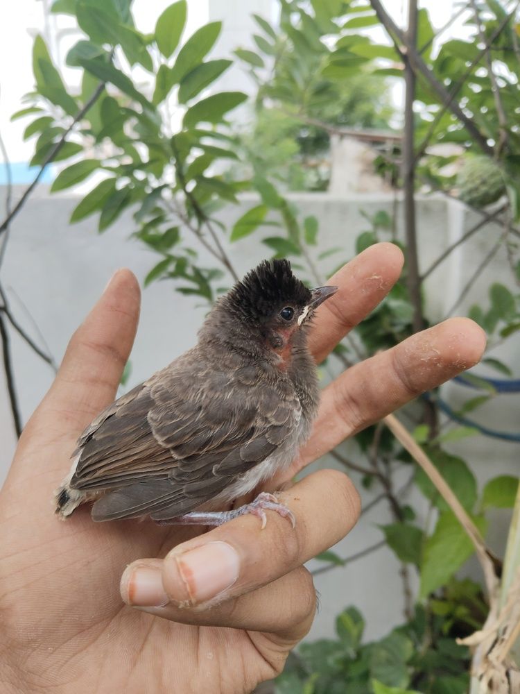 \"A Glimpse of Urban Wildlife\'