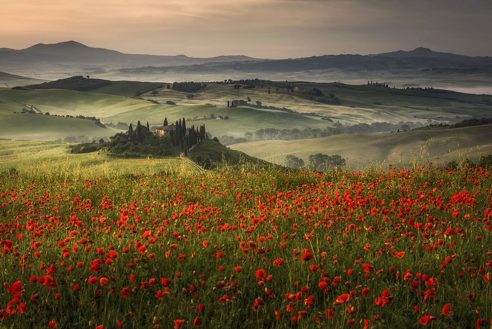 Alba tra i papaveri