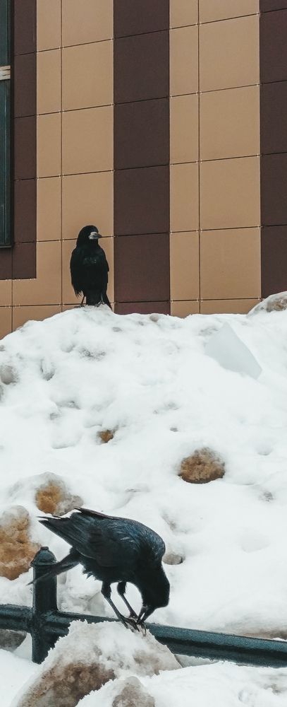 Photo #13703500