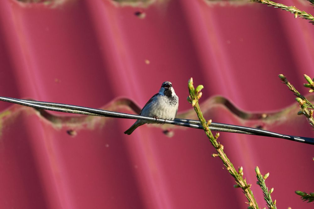Photo #13703523