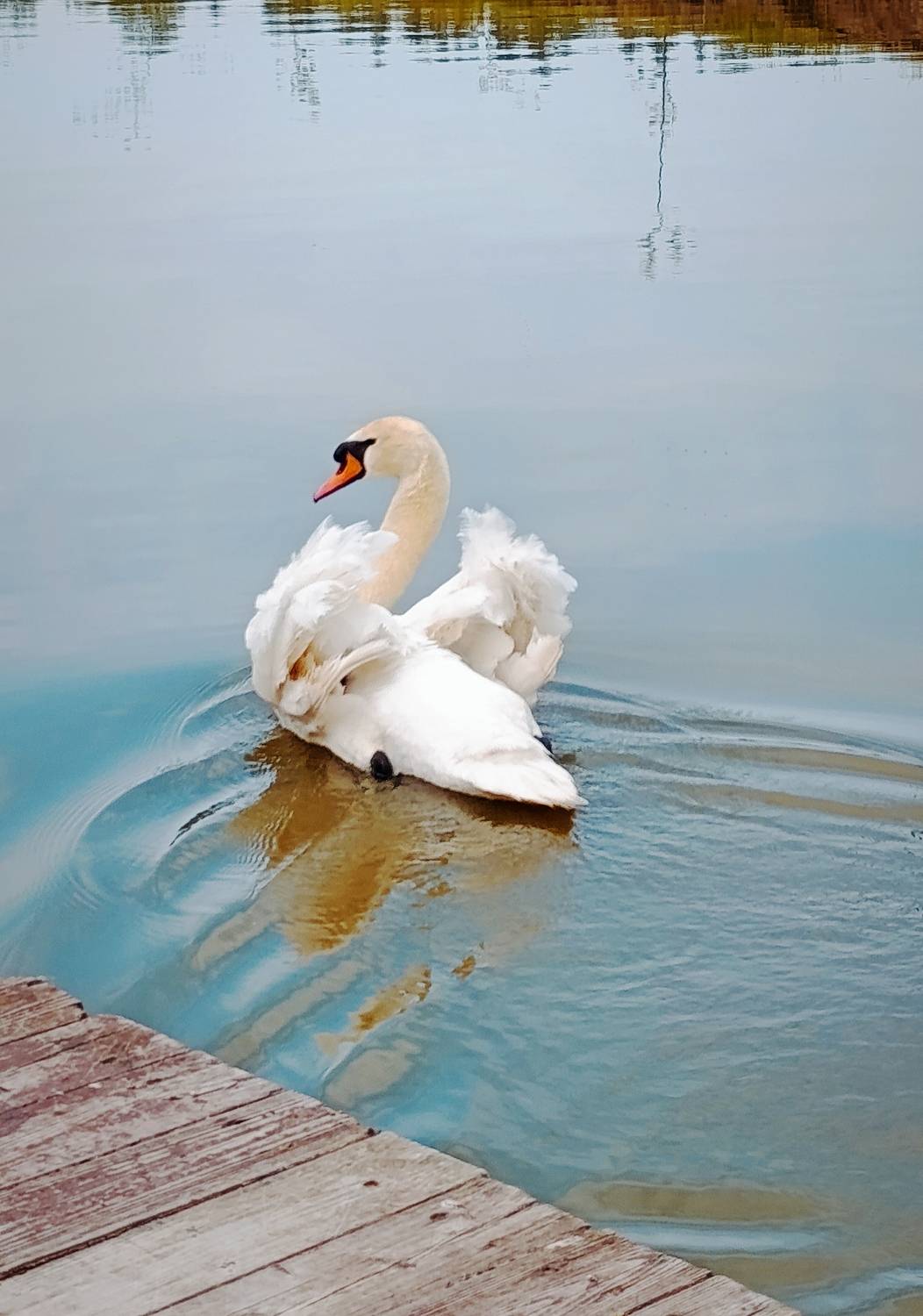 Photo #13703527