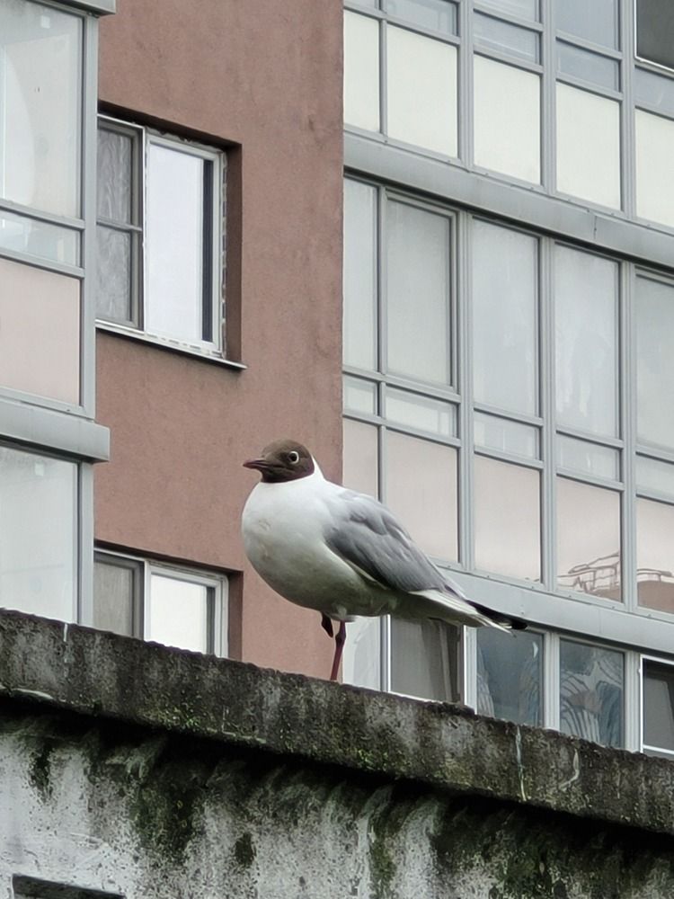 Urban Seagull