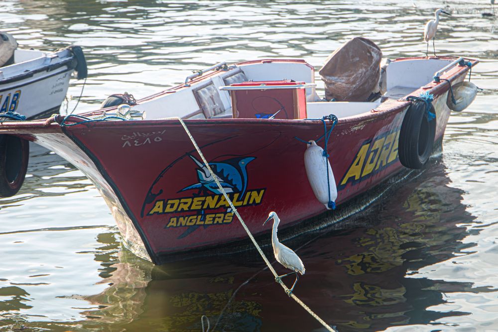 Photo #13703642