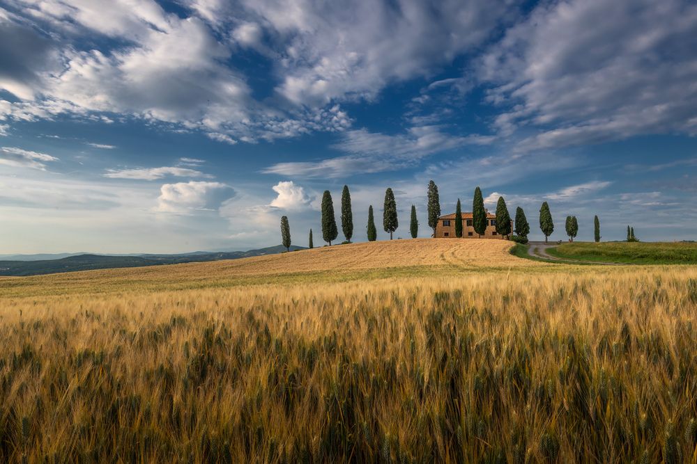 I cipressini