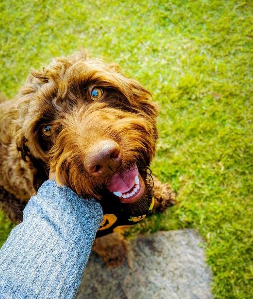Pure Joy