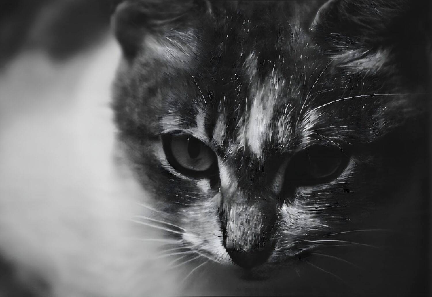 The Gaze in Shadow