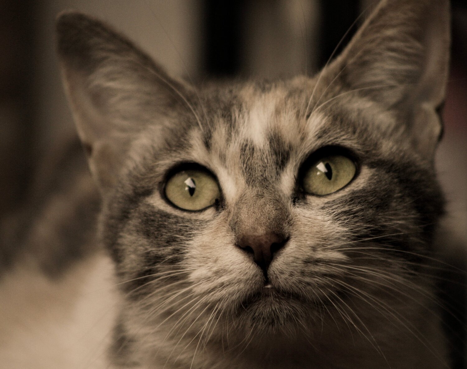 Candy\\\'s Gaze: Silent Sentinel