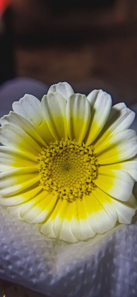 Photograph by Vidhi Khurana