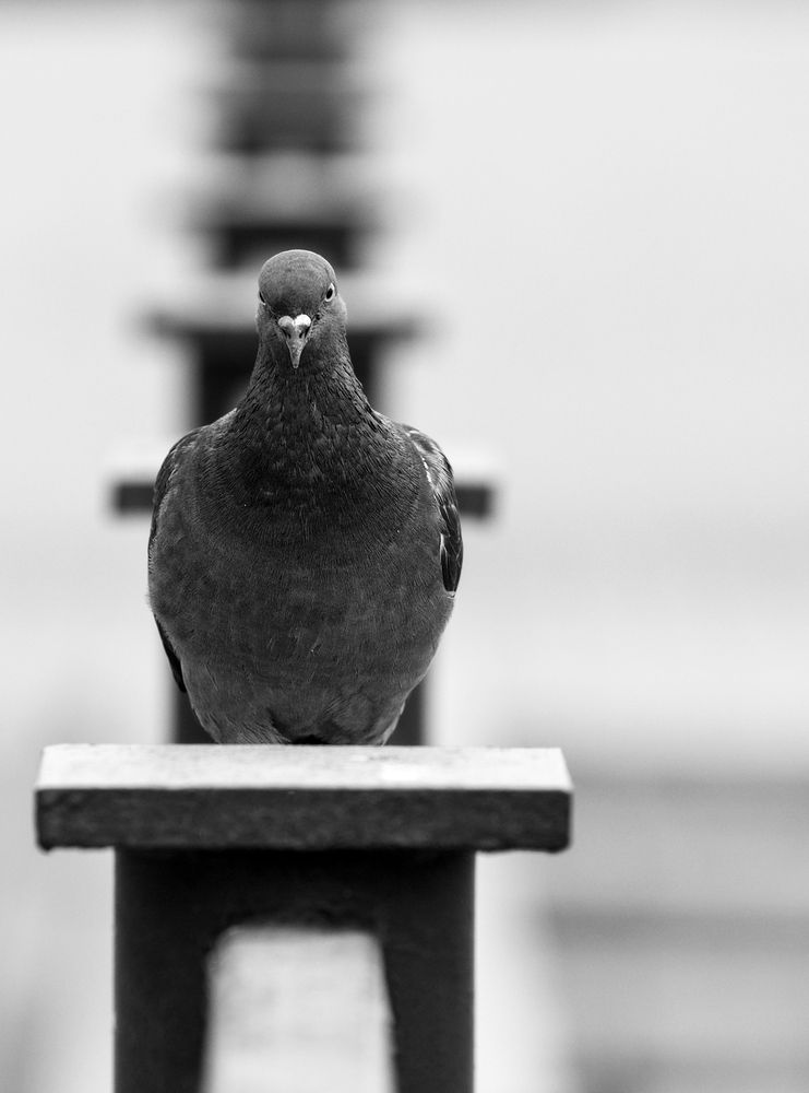 Photograph by Олег Чернышев