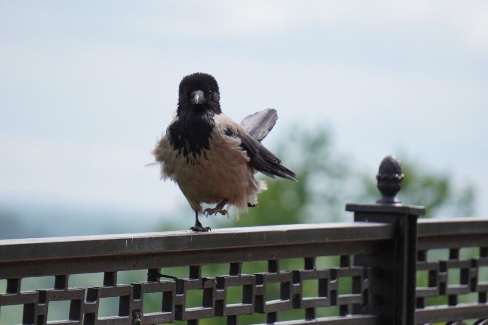 Photo #13704203