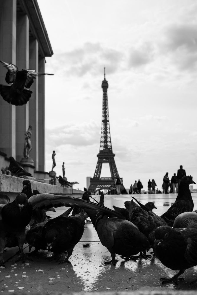 Photo #13704266