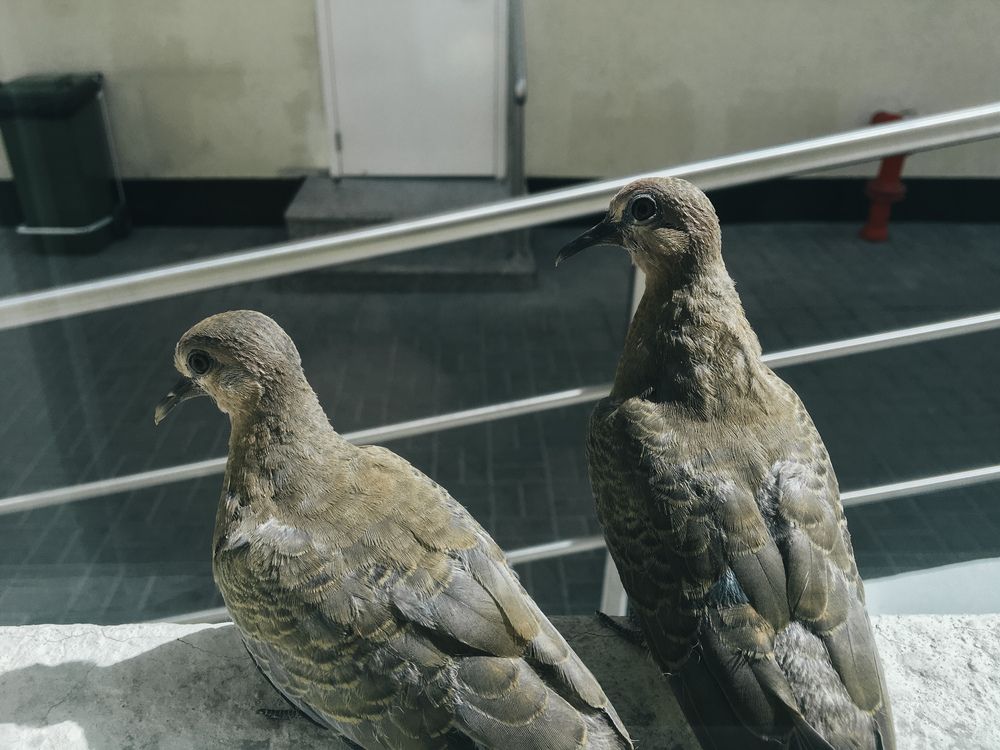 City Doves