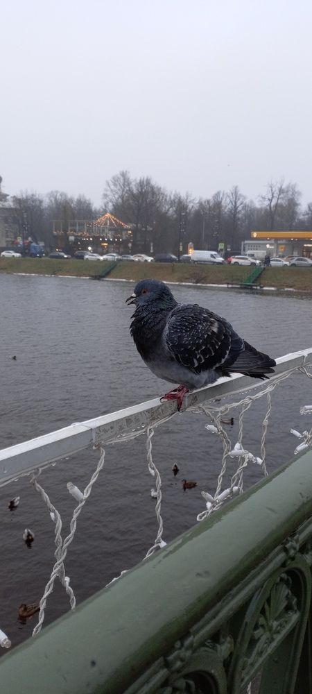 Photo #13704447